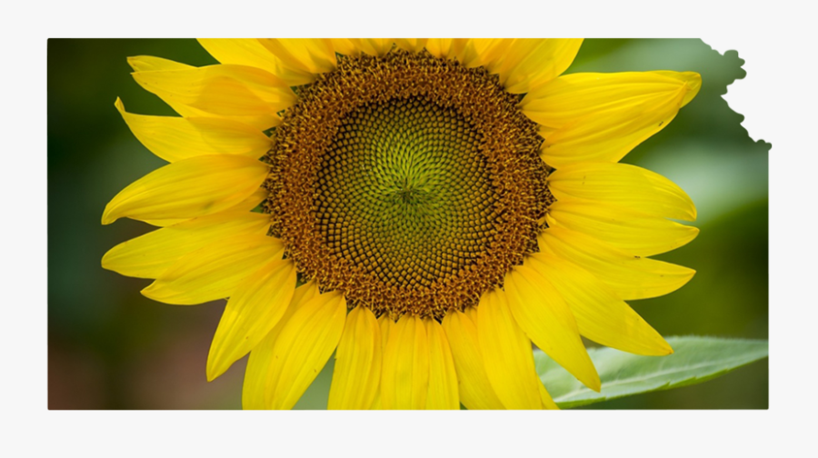 Kansas - Sunflower, Transparent Clipart