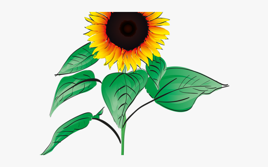 Sunflower Clipart Root - Sunflower Clipart With Roots, Transparent Clipart