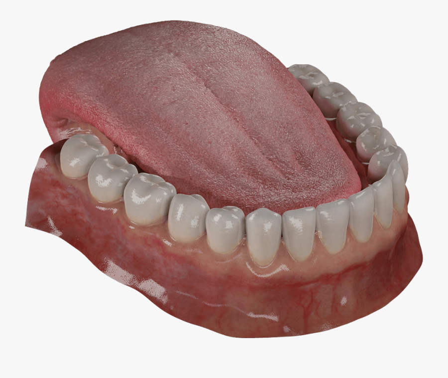 Teeth Are Among The Most Distinctive Features Of Mammal - Free 3d Model Tongue, Transparent Clipart