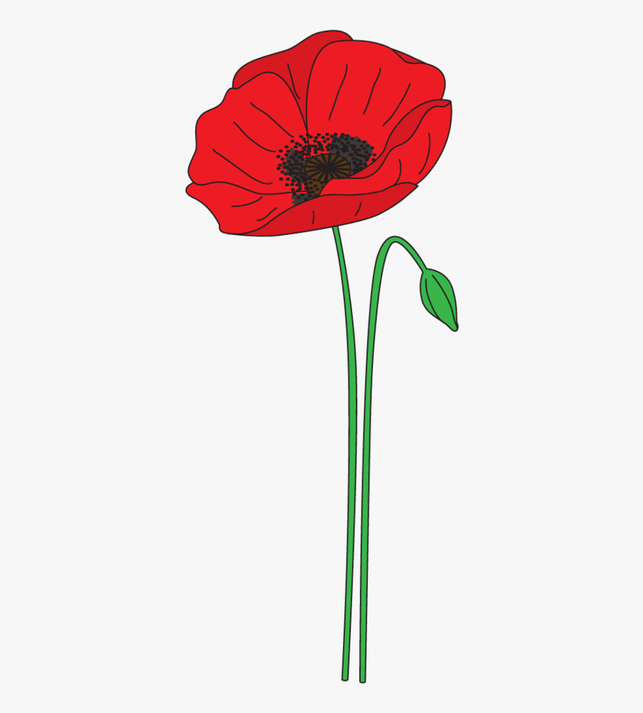 Clip Art Un Peu De Botanique - Anzac Day Poppy Clipart, Transparent Clipart