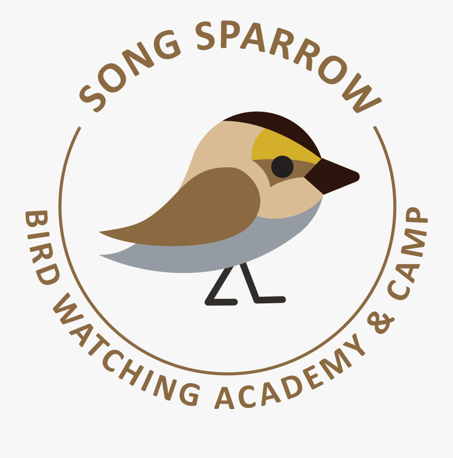 Song Sparrow Picture - Swimming Party Invitations, Transparent Clipart