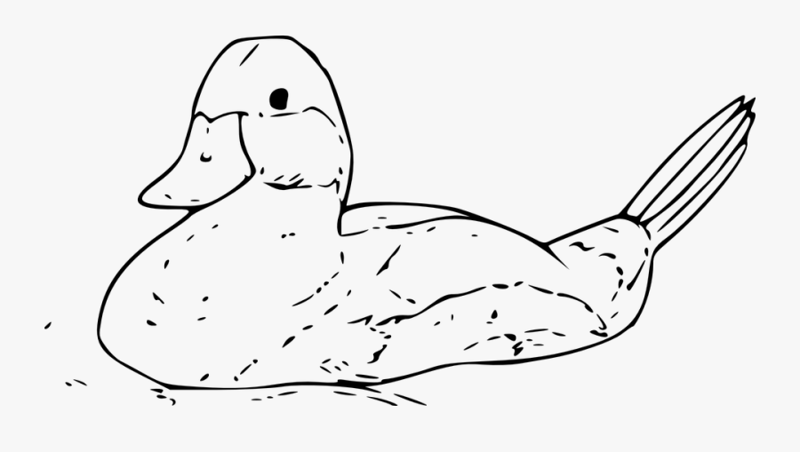 Duck, Bird, Swimming, White, Duckling, Water, Aquatic - Outline Of A Duck, Transparent Clipart