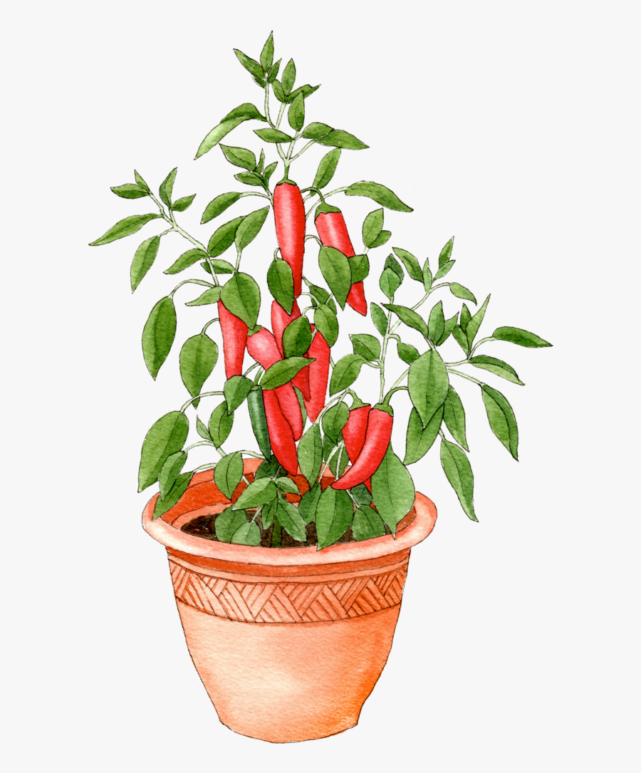 Transparent Pot Plant Png - Pepper In Pot, Transparent Clipart