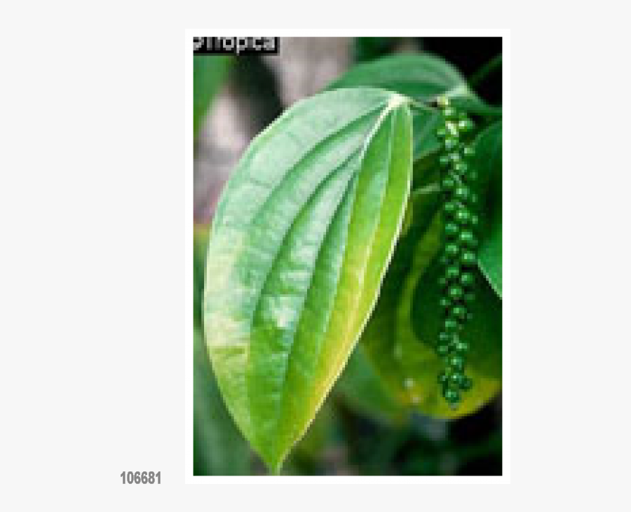 Pepper Plant Png -herbs Black Pepper 20 Seeds, Lat - Beta Caryophyllene, Transparent Clipart