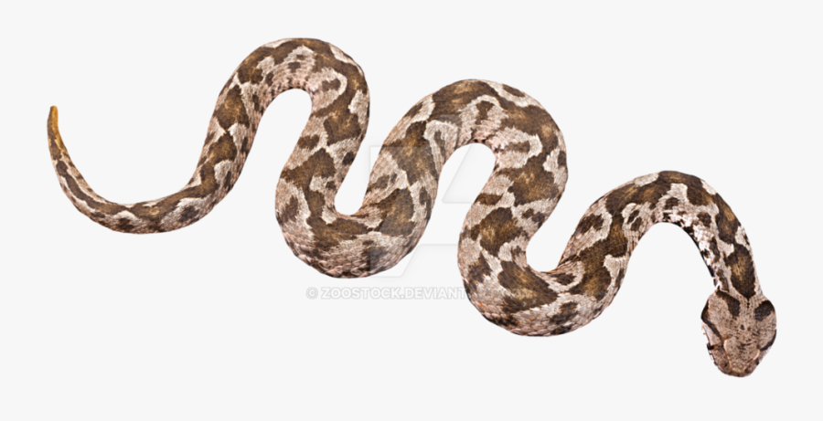 Constrictor,scaled Animal,colubridae,corn Family,hognose - Snake Transparent, Transparent Clipart