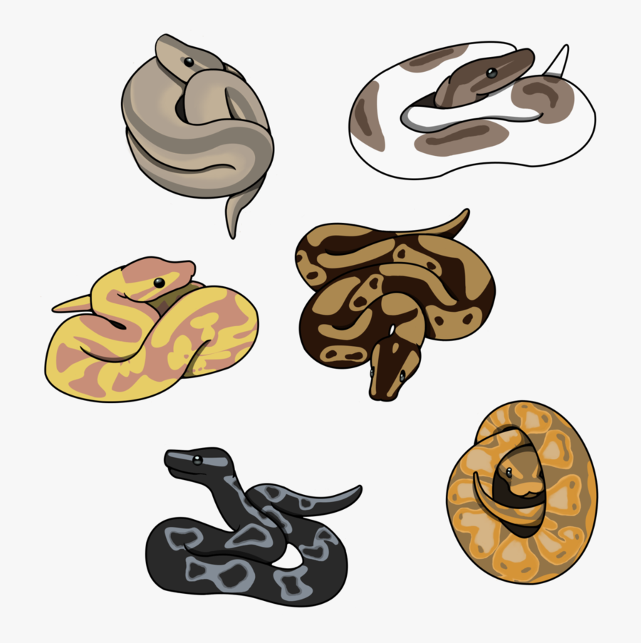 Some Cute Little Ball Pythons
available On Redbubble - Cute Ball Python Drawing, Transparent Clipart