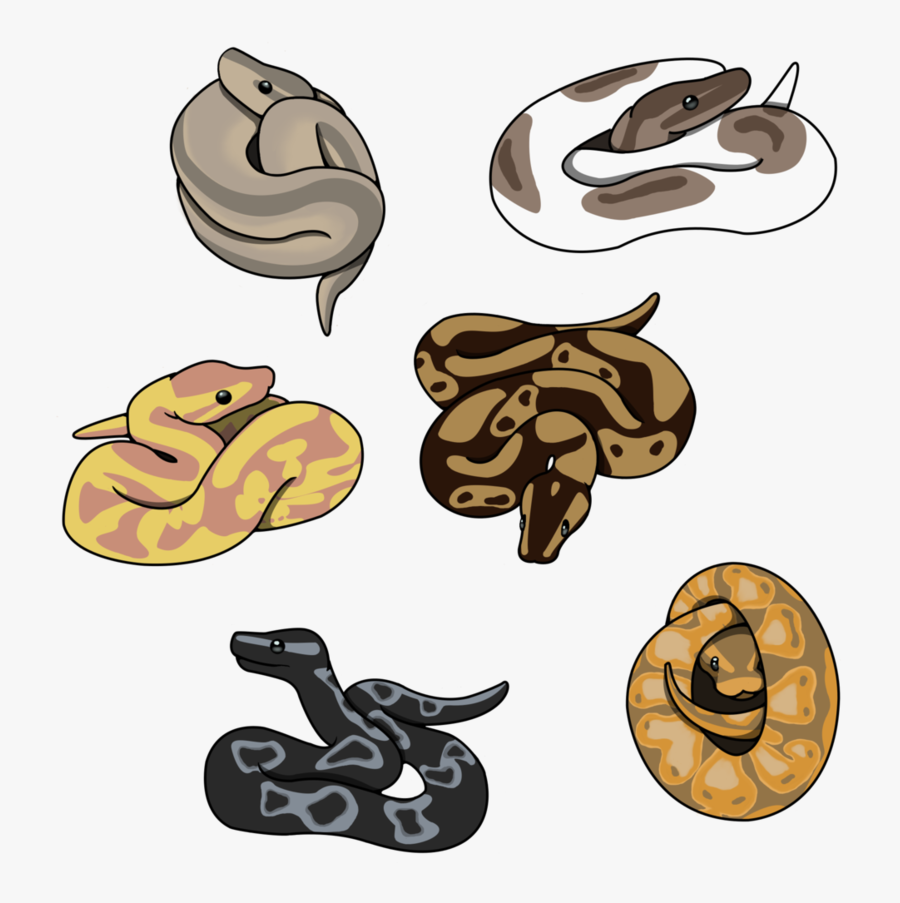 Some Cute Little Ball Pythons available On Redbubble - Cute Ball Python ...