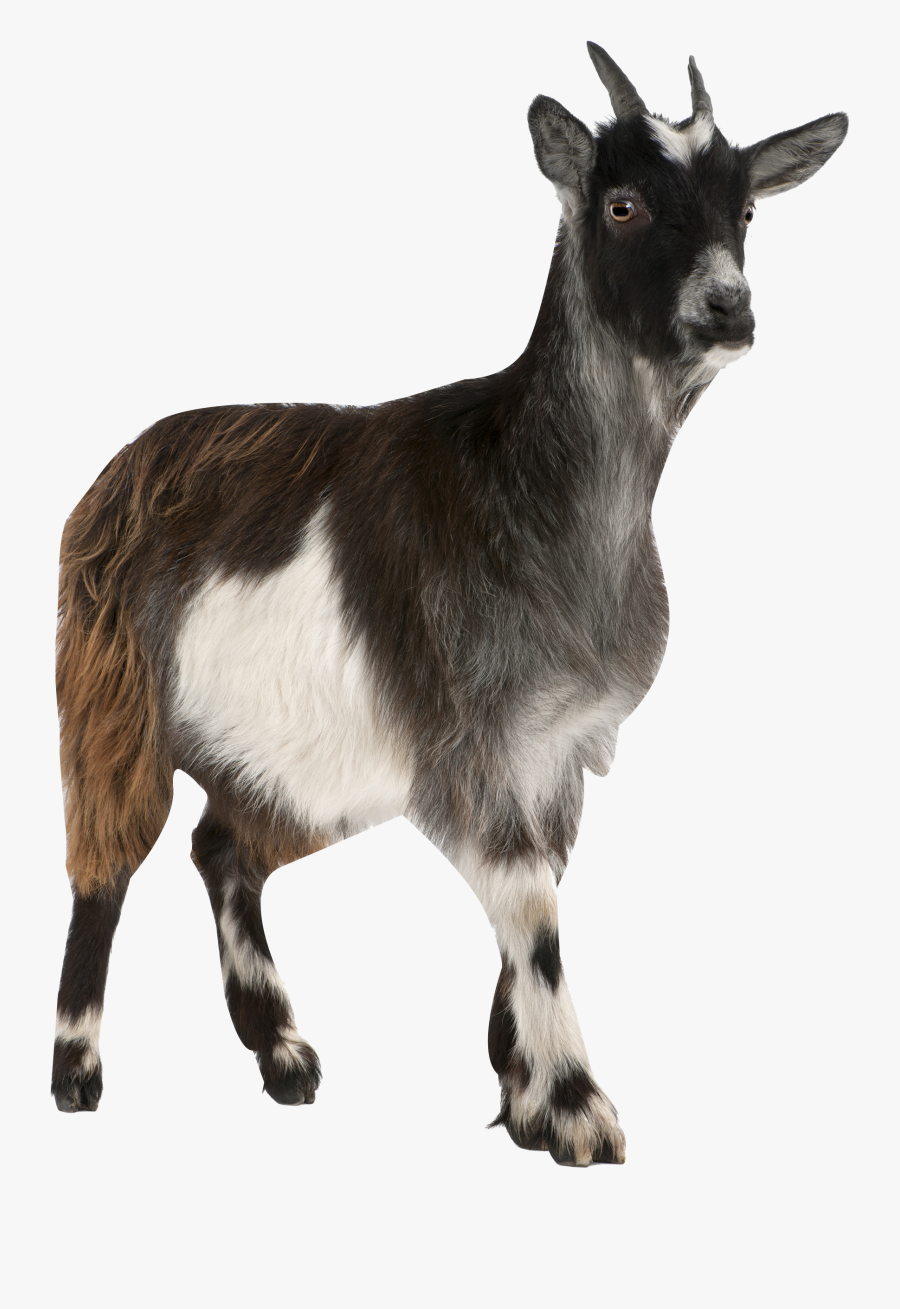 Pygmy Toggenburg Russian Stock Photography Mountain - Cows Goats And Sheep, Transparent Clipart