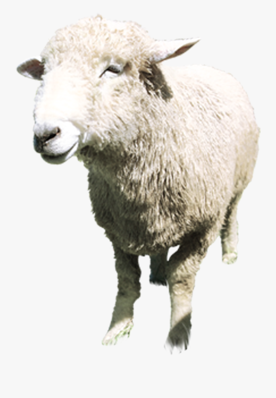 Boer Goat Sheep Milk Lanolin Tmall Aries - Sheep, Transparent Clipart