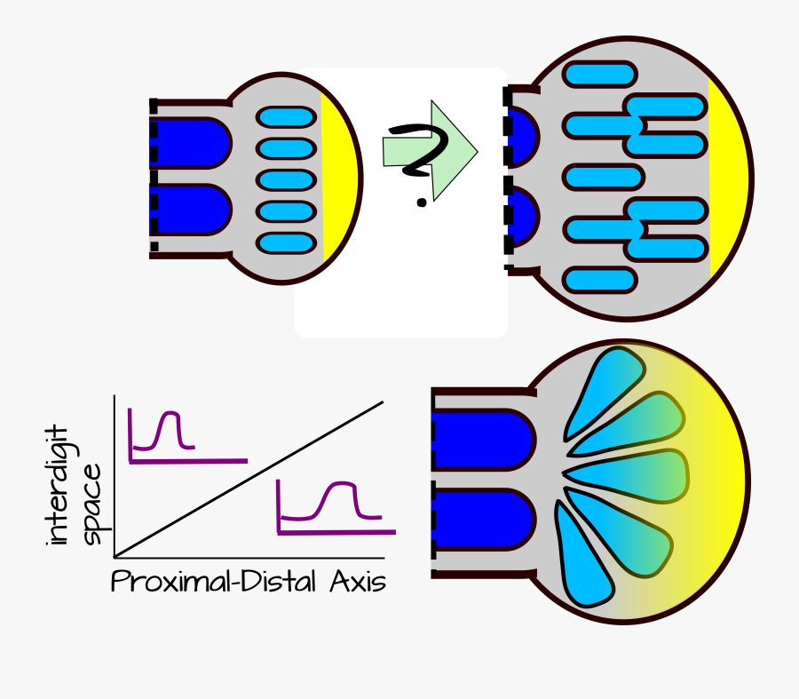 Modifying The Wavelength Clipart , Png Download, Transparent Clipart