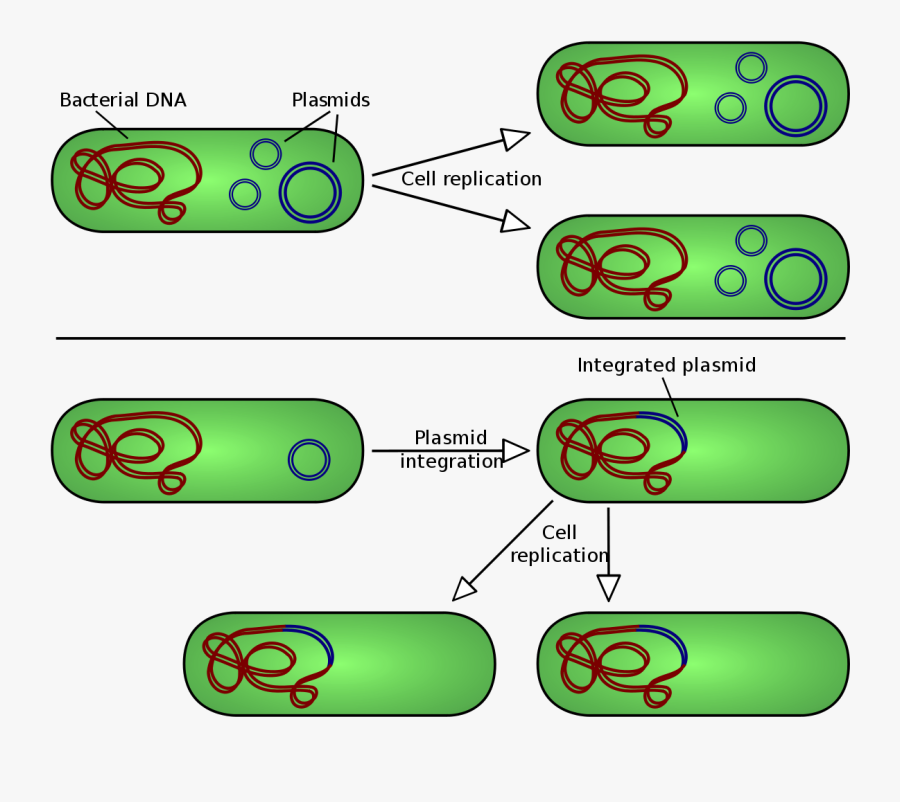 Dna Clipart Svg - Bacteria Plasmid, Transparent Clipart