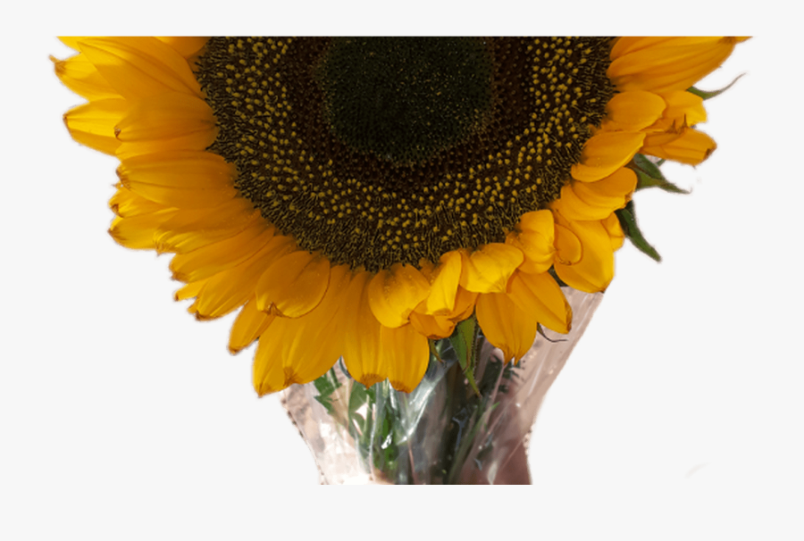 Transparent Sonnenblume Clipart - Aesthetic Flower Transparent Png, Transparent Clipart