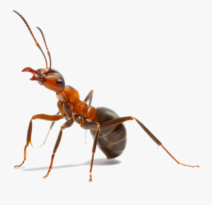 Carpenter Ant Sierra Nevada, Transparent Clipart