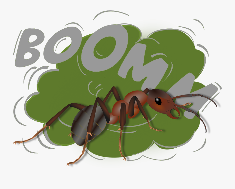 Jodi Ralston Exploding Ant Camponotus Saundersi - Clipart Bomb Explosion, Transparent Clipart