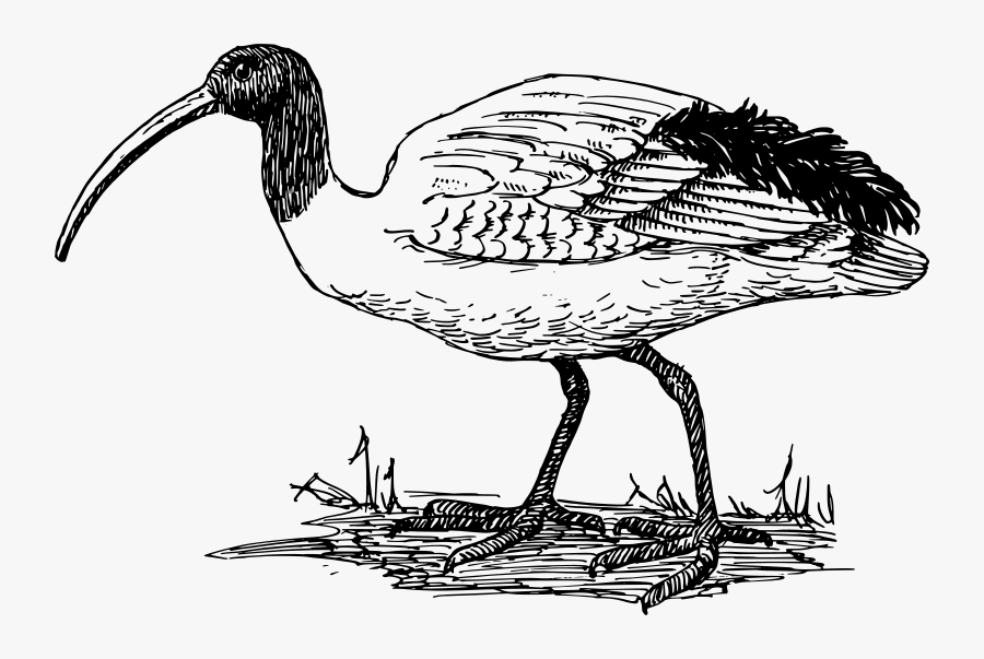 Ibis - Ibis Clipart, Transparent Clipart