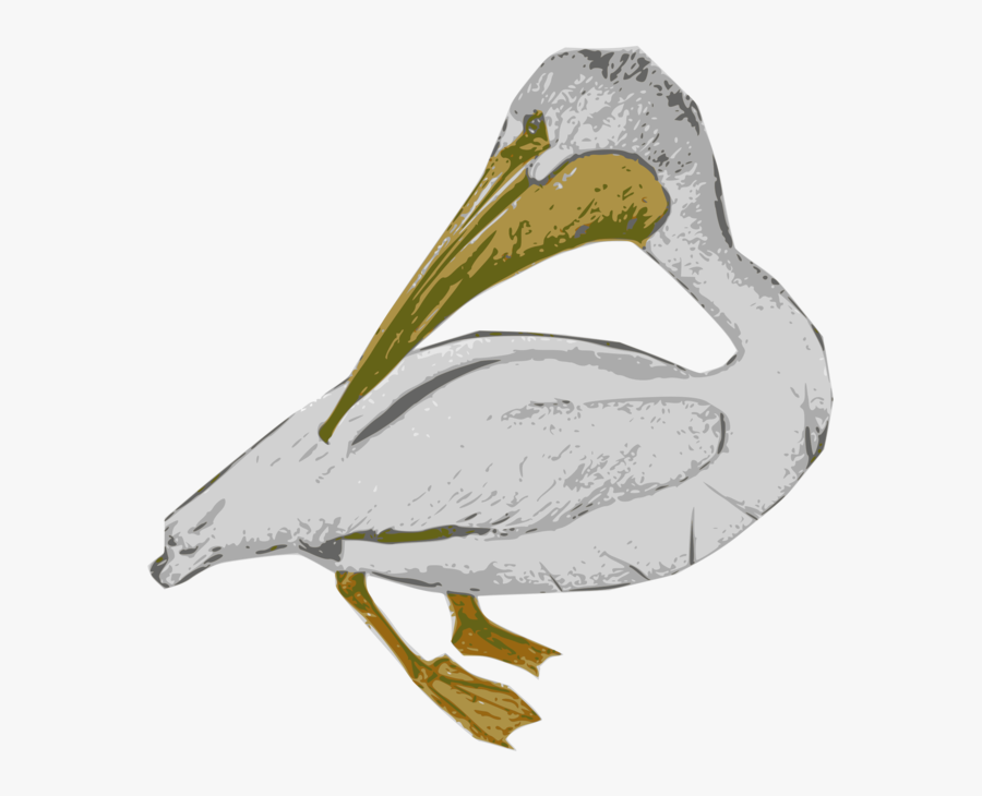 White Pelican, Transparent Clipart