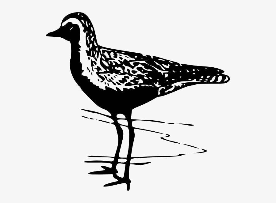 American Golden Plover Clip Art, Transparent Clipart