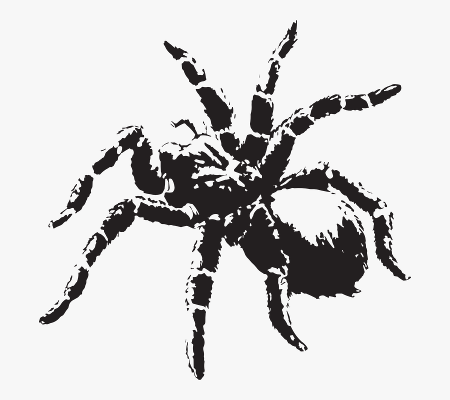 Tarantula Design, Transparent Clipart