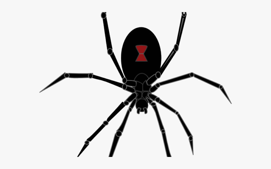 Black Widow Spider Png, Transparent Clipart