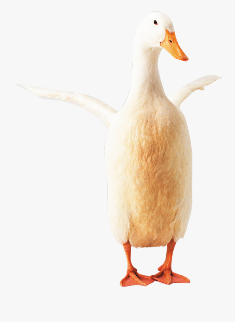 Goose Clipart Transparent - 鸭 的 部位, Transparent Clipart