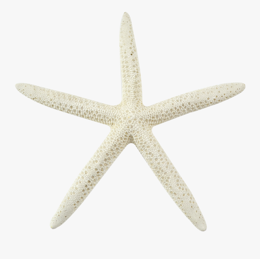 White Starfish Png - White Sea Star Transparent Background, Transparent Clipart