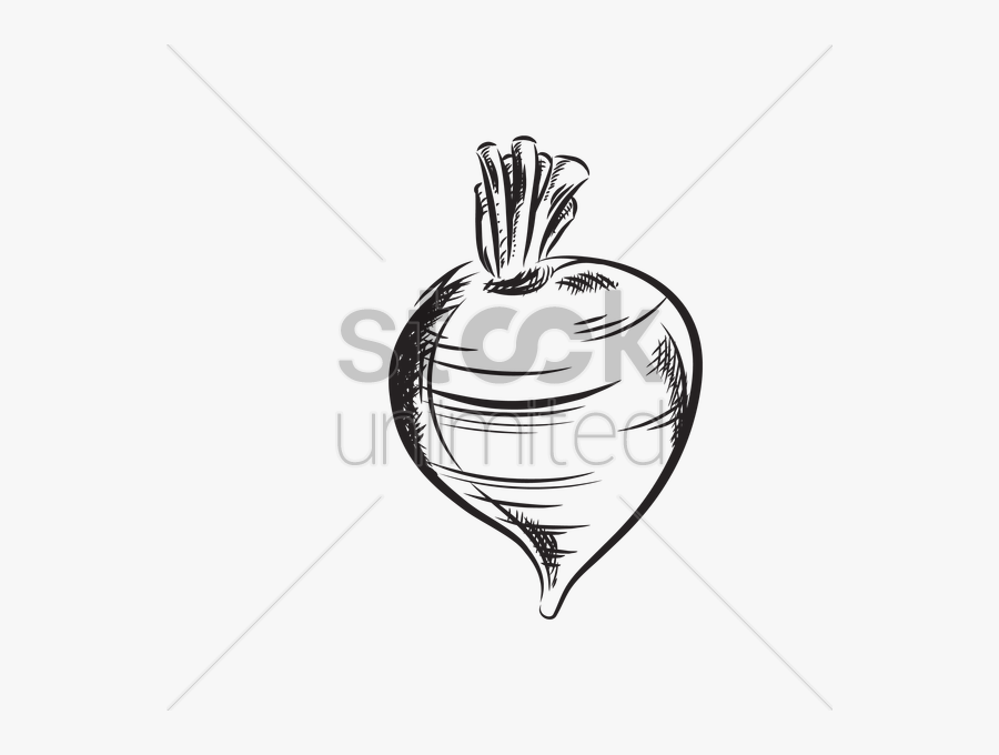 Banner Transparent Stock Turnip At Getdrawings Com, Transparent Clipart