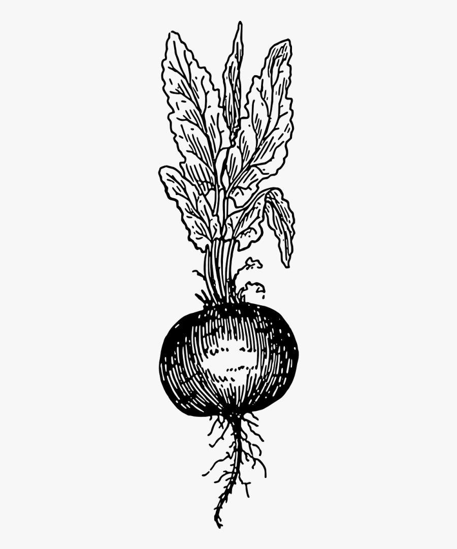 Beet Beetroot Plant - Beets Black And White, Transparent Clipart