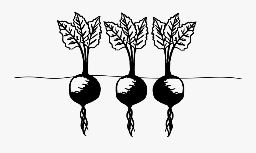 Transparent Beet Clipart Black And White - Png Cherry Belle Radish Drawing, Transparent Clipart