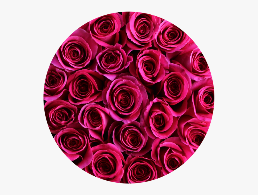 Hot Pink Roses In Round Flower Box Round - Round Flower, Transparent Clipart