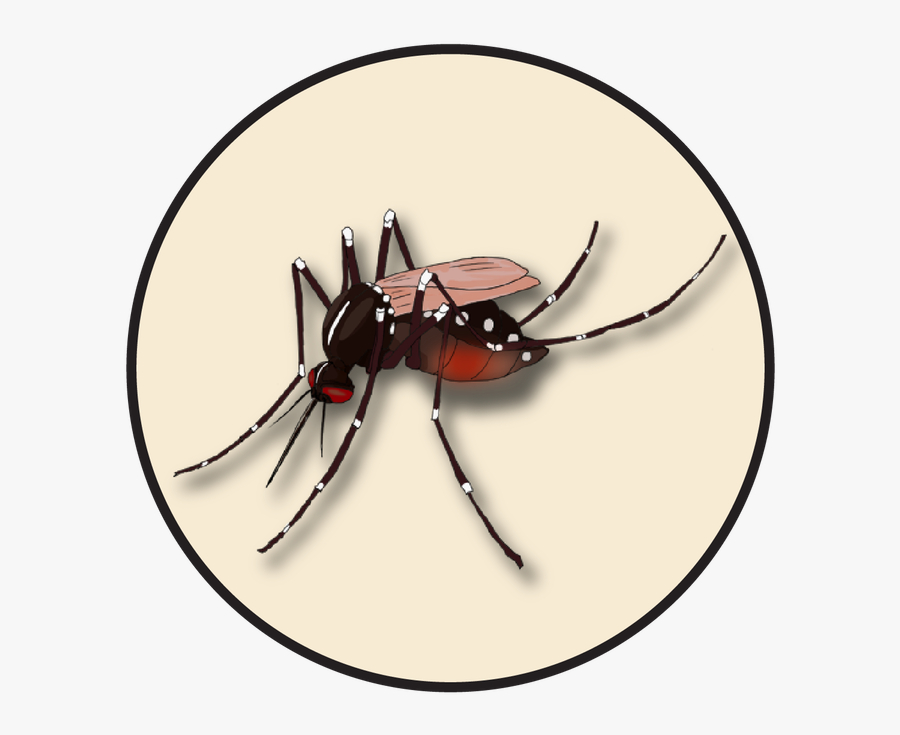 Clip Art Aedes Mosquito Clipart - Insect, Transparent Clipart