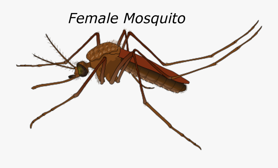 Female Mosquito, Animal, Female, Graphic, Insect, Hq - Female Mosquito Yellow Fever, Transparent Clipart