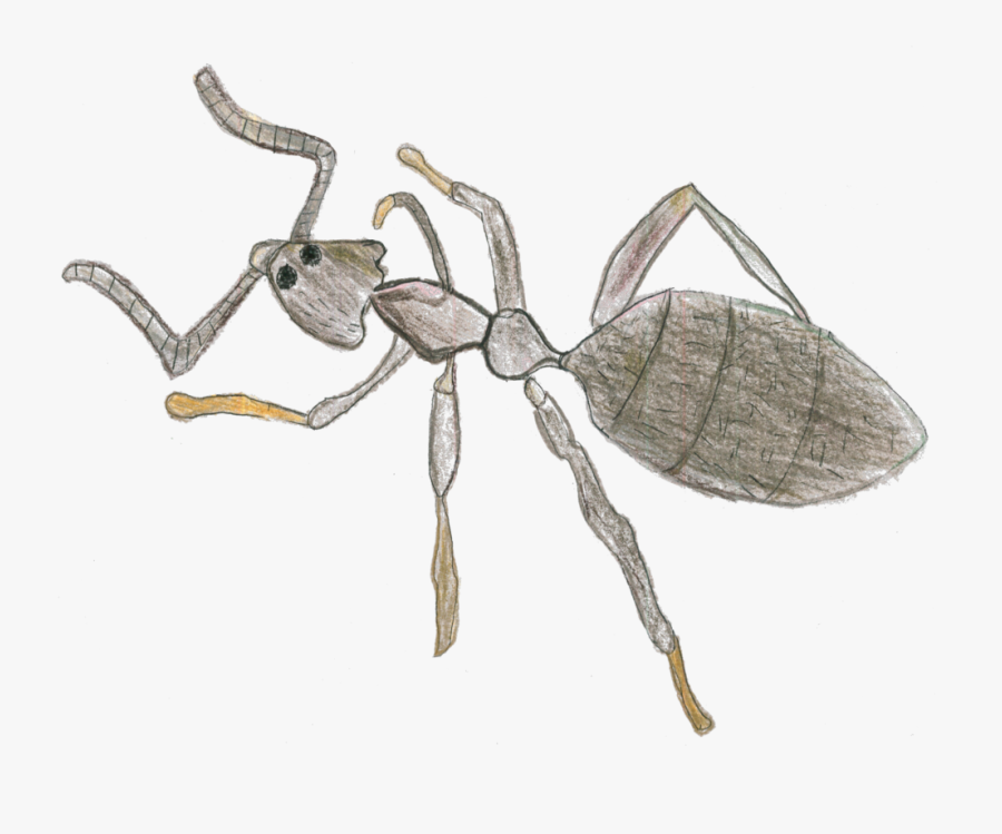Transparent Parasite Png - Ant, Transparent Clipart