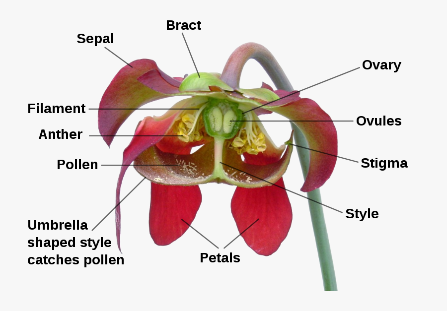 Clip Art Back Yard Biology Purple - Sarracenia Flower, Transparent Clipart