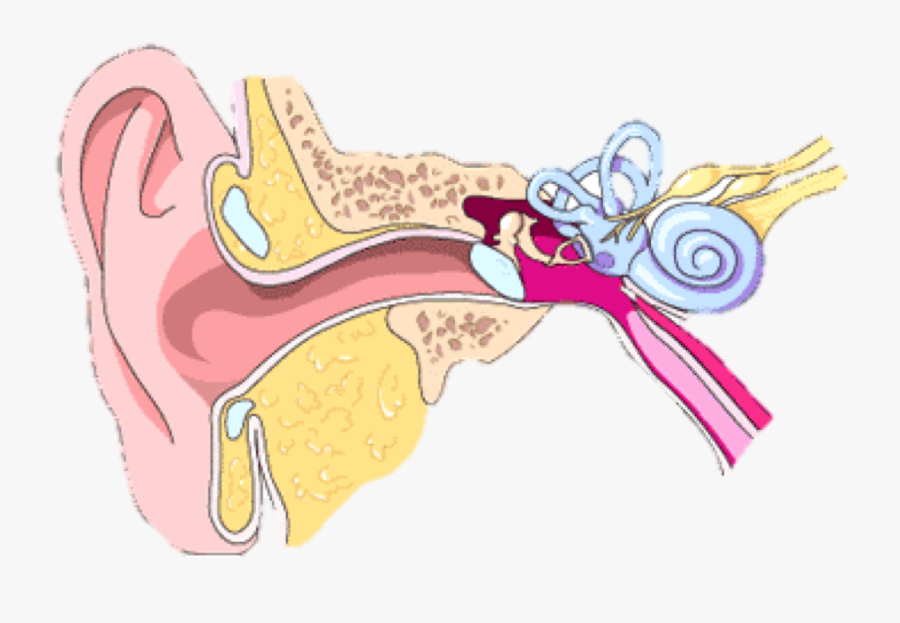 How We Hear By - Part Of The Ear Clipart, Transparent Clipart