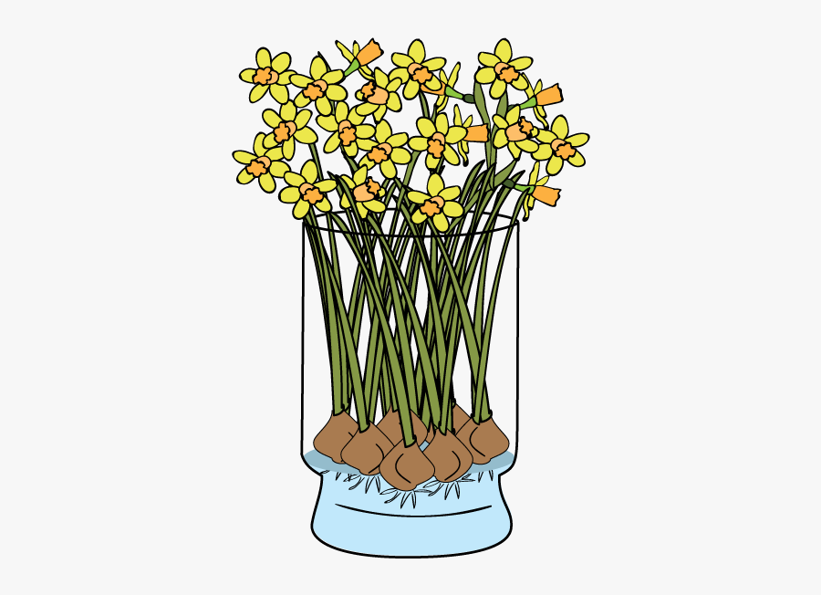 Daffodils-faq - Giant White Arum Lily, Transparent Clipart