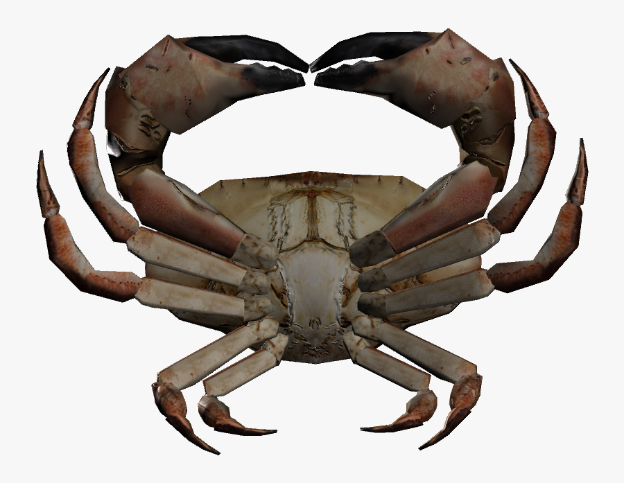 Dungeness,crab,clipart - Rock Crab, Transparent Clipart