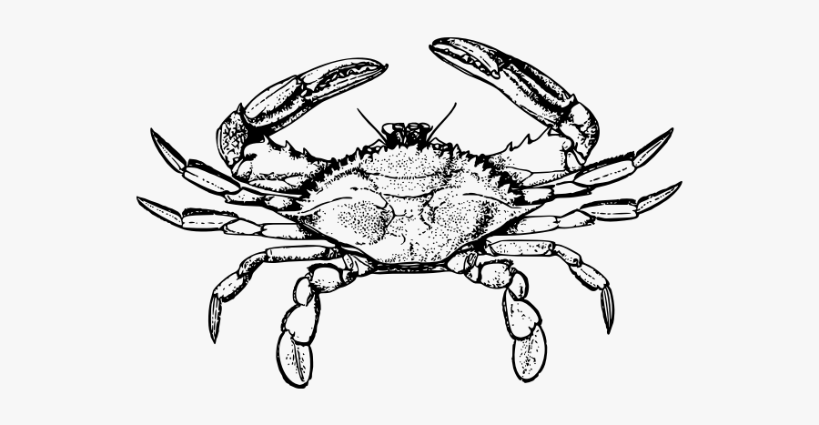 Crab - Maryland Blue Crab Outline, Transparent Clipart