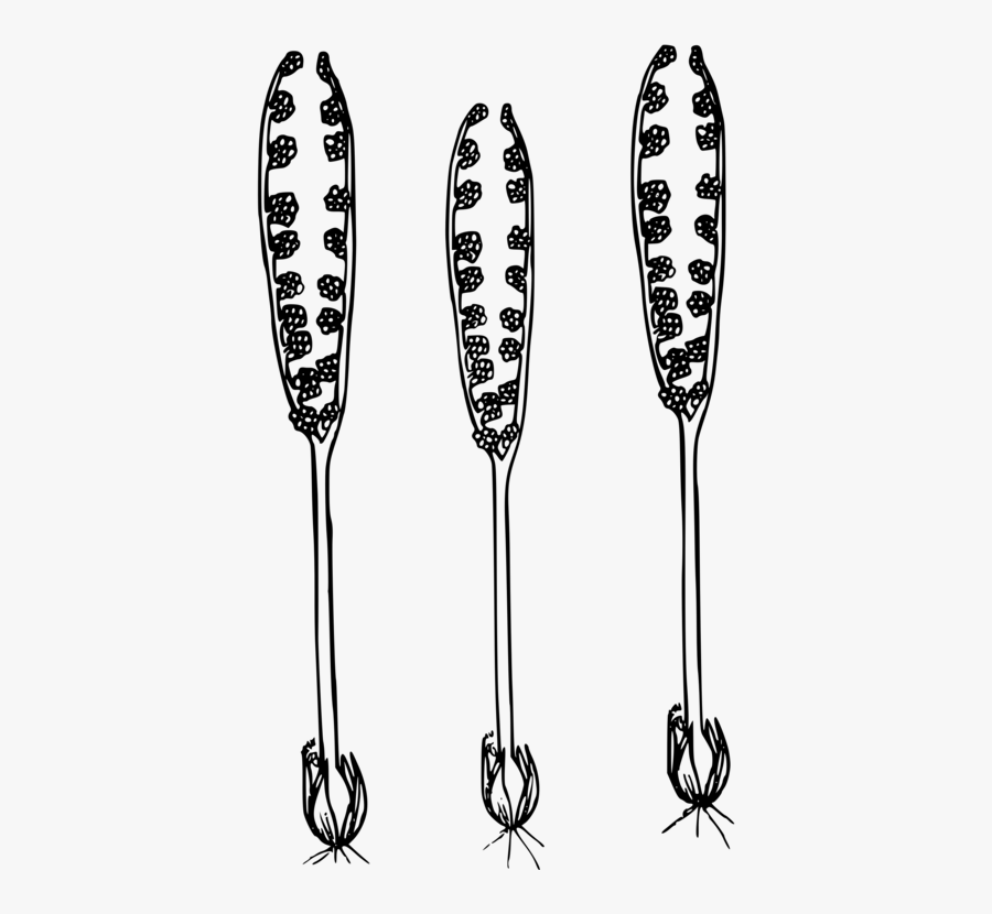 Black And White,computer Icons,botrychium Lunaria, Transparent Clipart