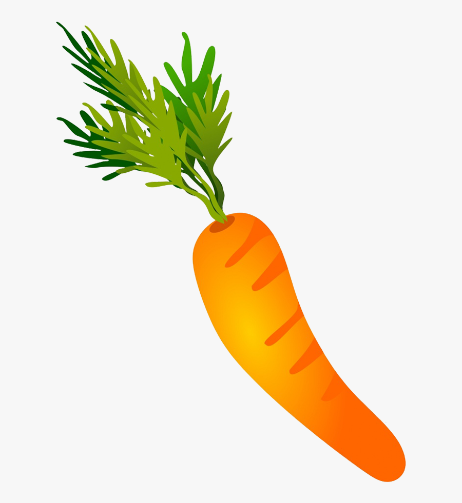 Carrot Drawing - Arracacia Xanthorrhiza, Transparent Clipart