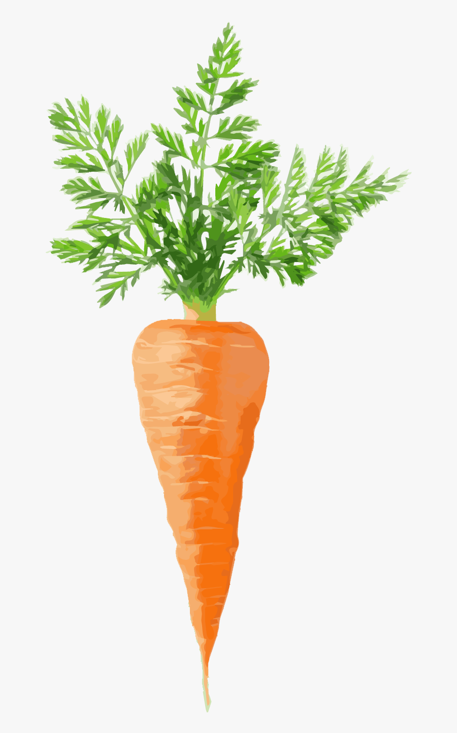 Transparent Carrot Png - One Carrot, Transparent Clipart