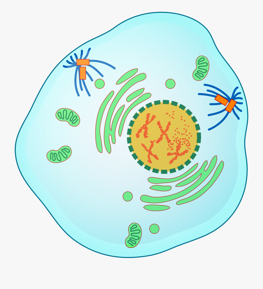 Prophase Of Mitosis, Transparent Clipart