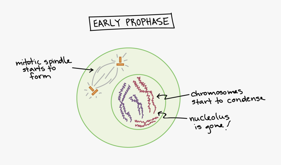 Early Prophase Diagram Mitosis, Transparent Clipart