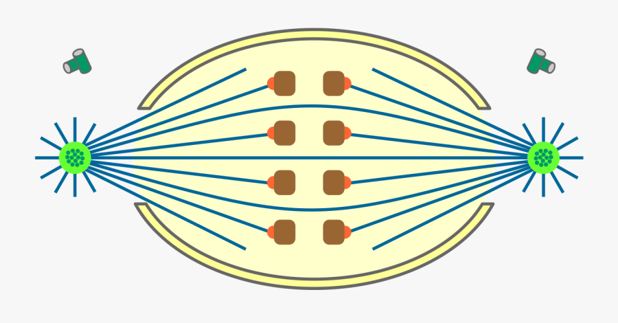Mitosis , Transparent Cartoons - Circle, Transparent Clipart