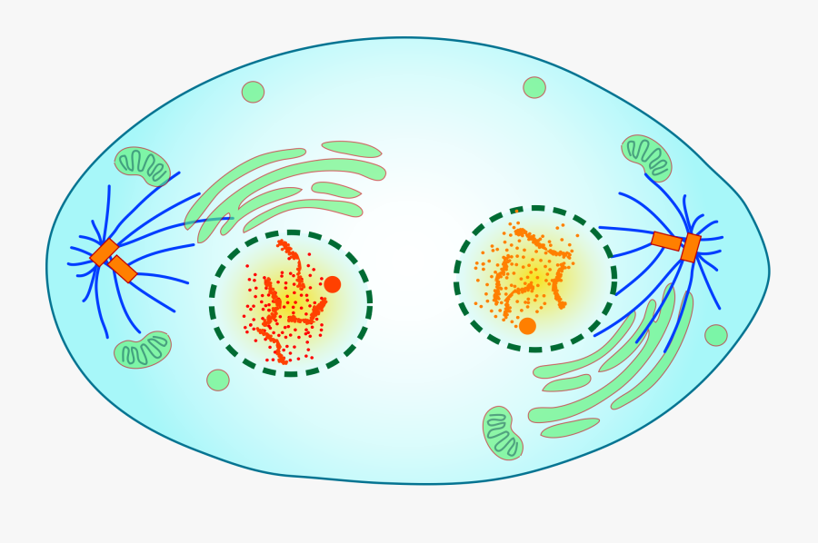 Mitotic Telophase, Transparent Clipart