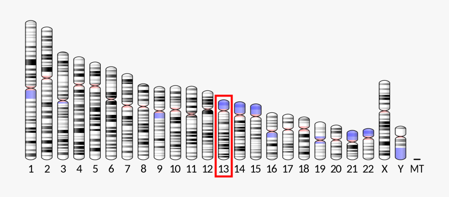Chromosome - Human Chromosome 3, Transparent Clipart