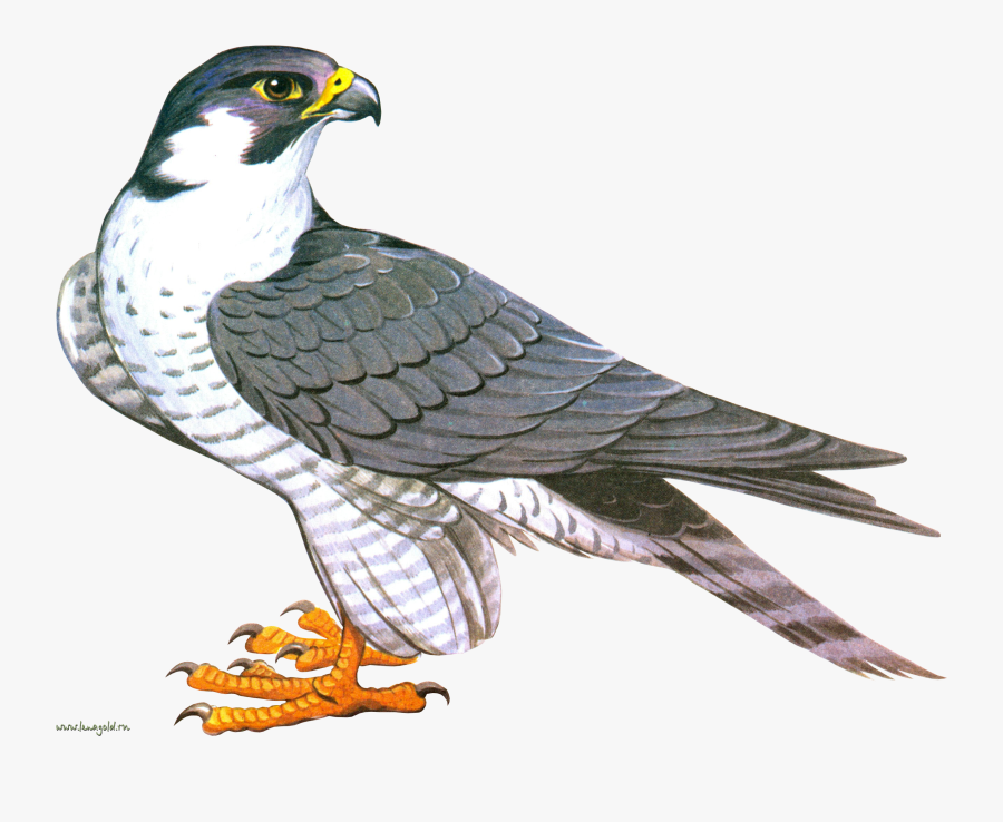 Peregrine Falcon Clipart Fly Bird - Clipart Falcon Png, Transparent Clipart