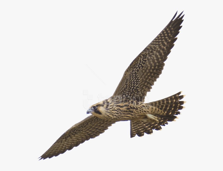 Free Png Download Falcon Png Images Background Png - Peregrine Falcon Transparent Background, Transparent Clipart