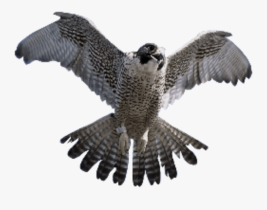 Transparent Falcon Head Clipart - Falcon Png, Transparent Clipart