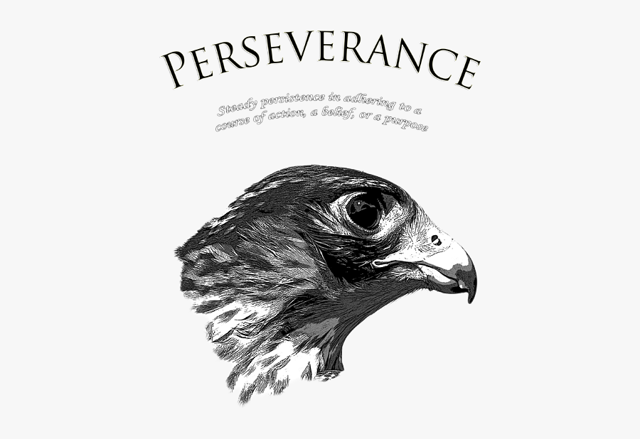 Red-tailed Hawk, Transparent Clipart