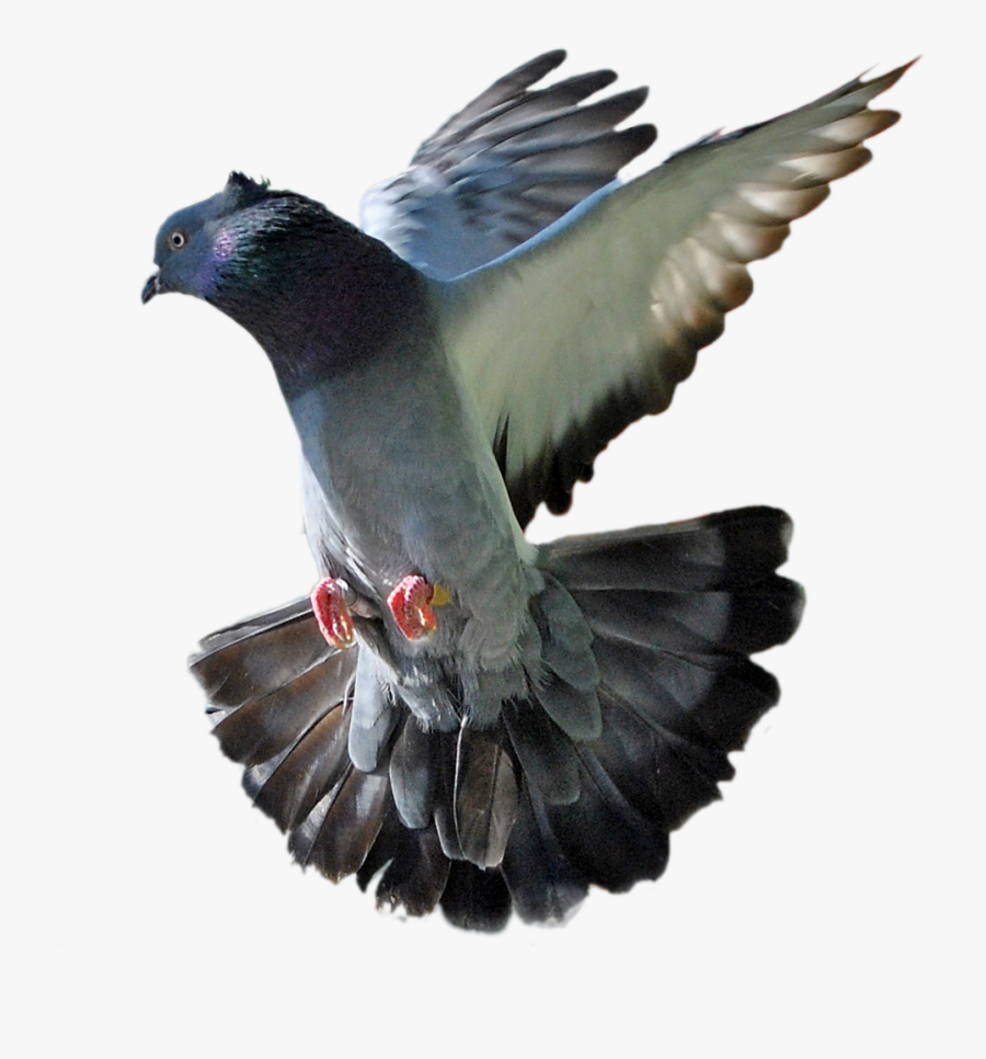 Peregrine Falcon Clipart Wallpaper - Rock Dove, Transparent Clipart